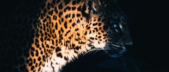 Yggdrasil Partners ReelPlay เพื่อปล่อย Jaguar SuperWays จาก Bad Dingo